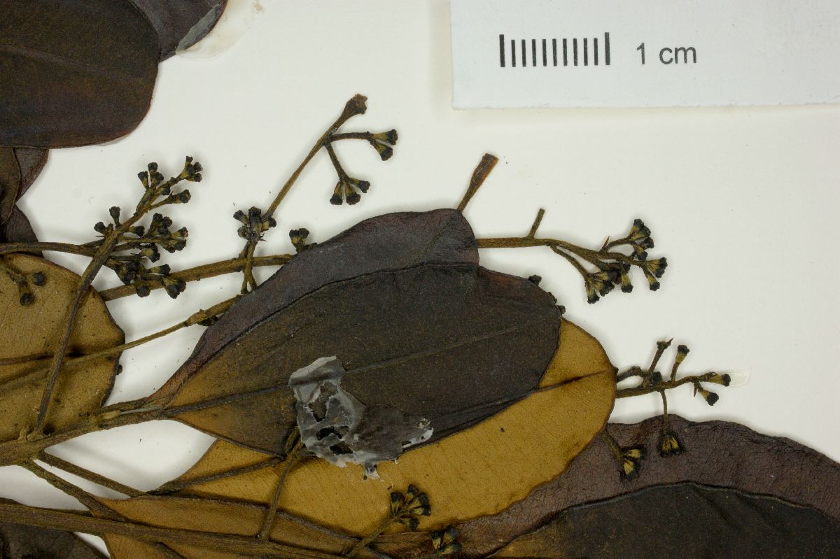 Myrcia exploratoris image