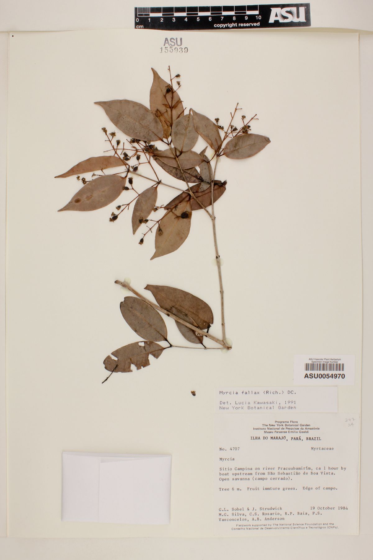 Myrcia fallax image