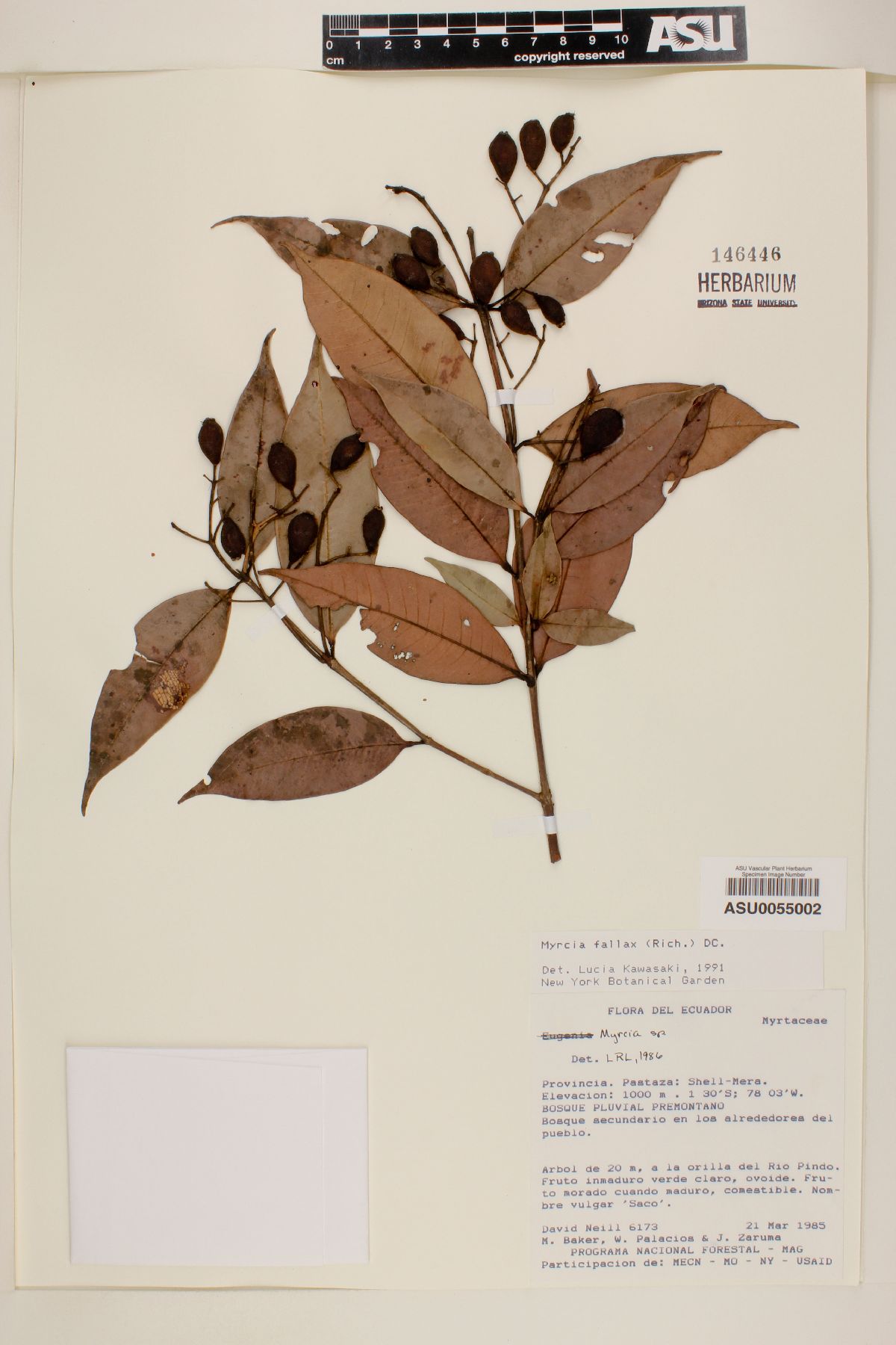 Myrcia fallax image