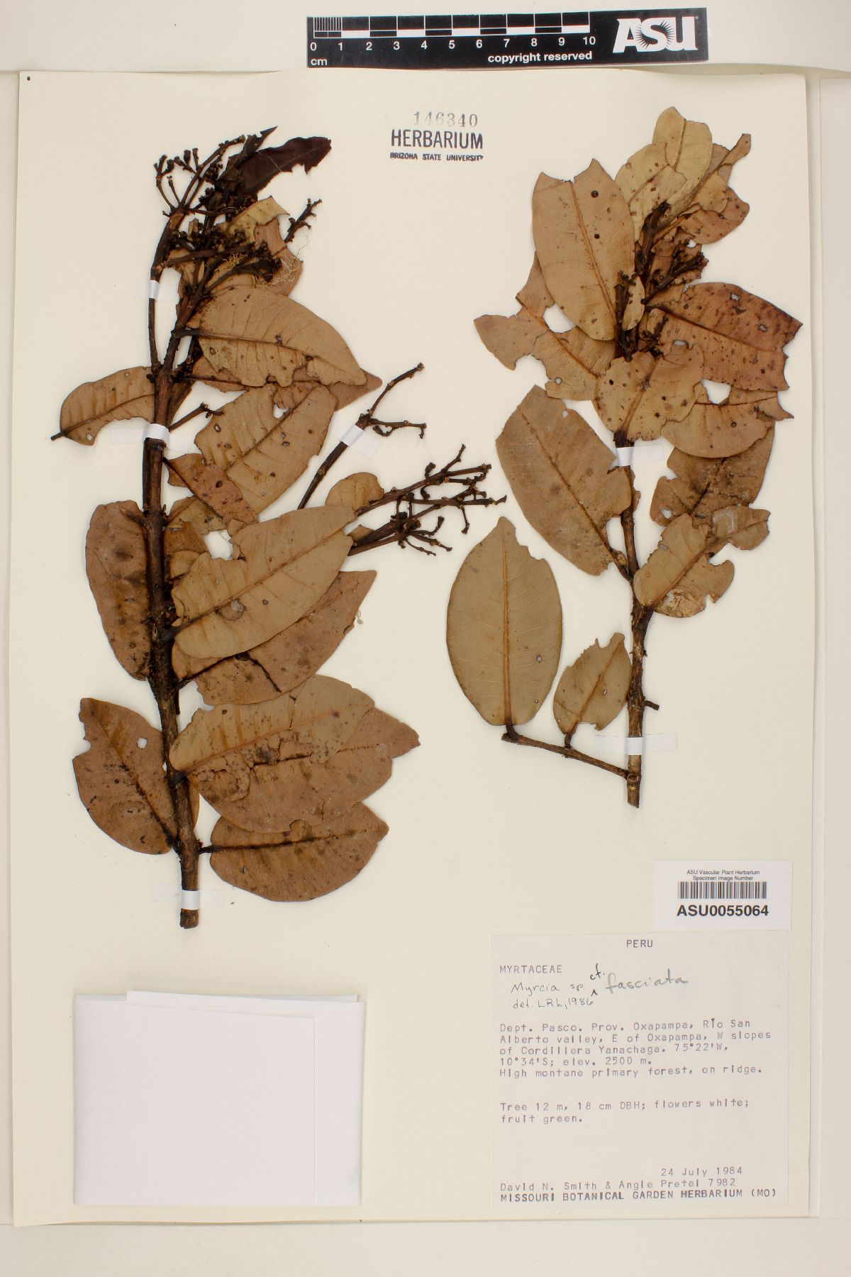 Myrcia fasciata image
