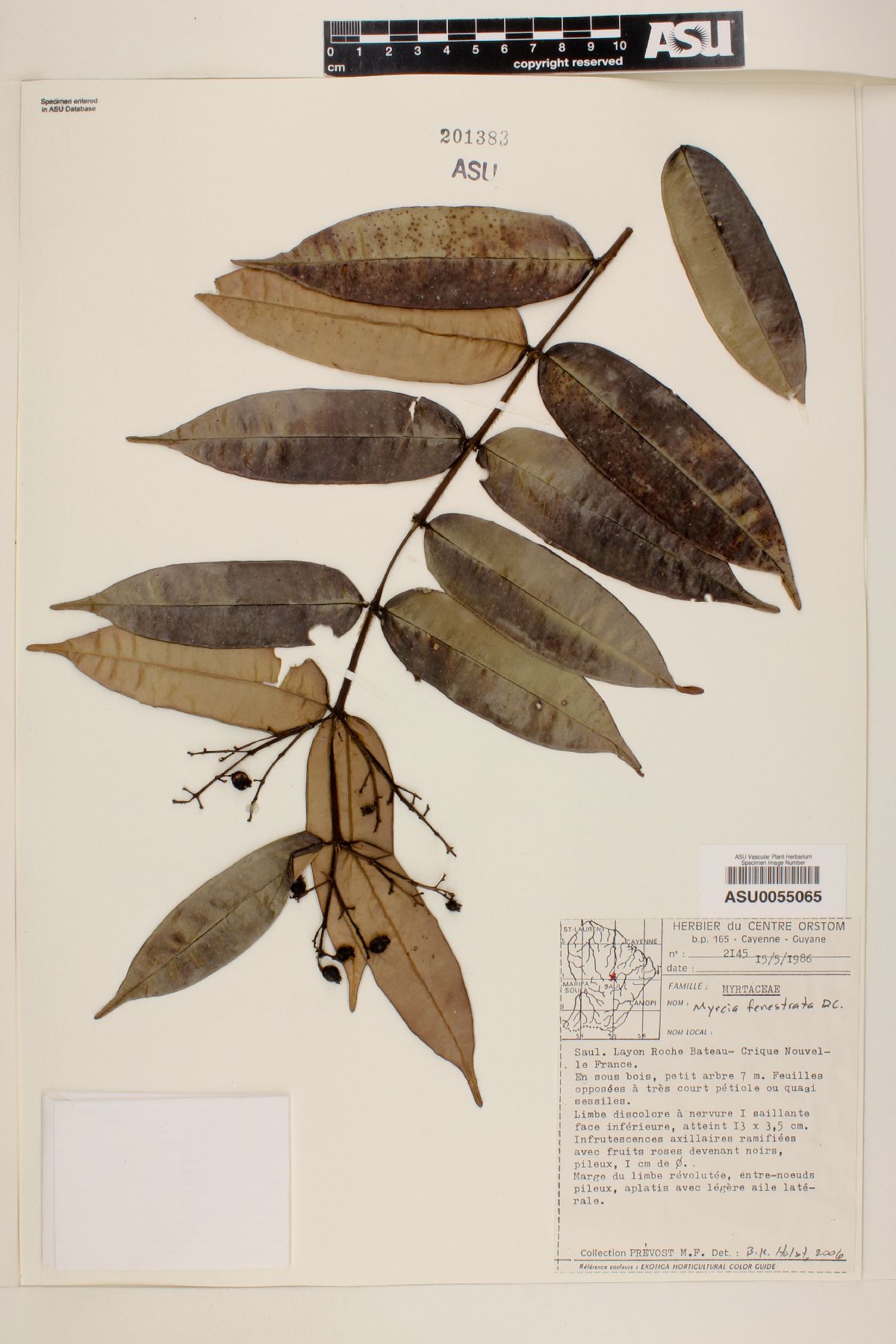 Myrcia fenestrata image