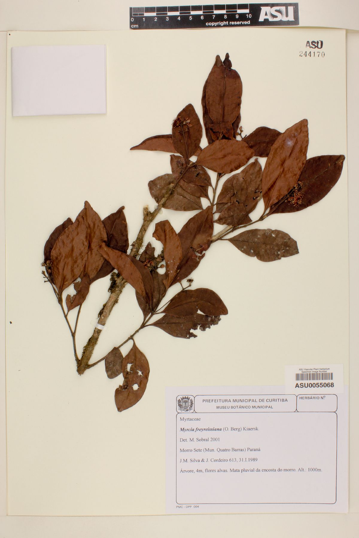 Myrcia freyreissiana image