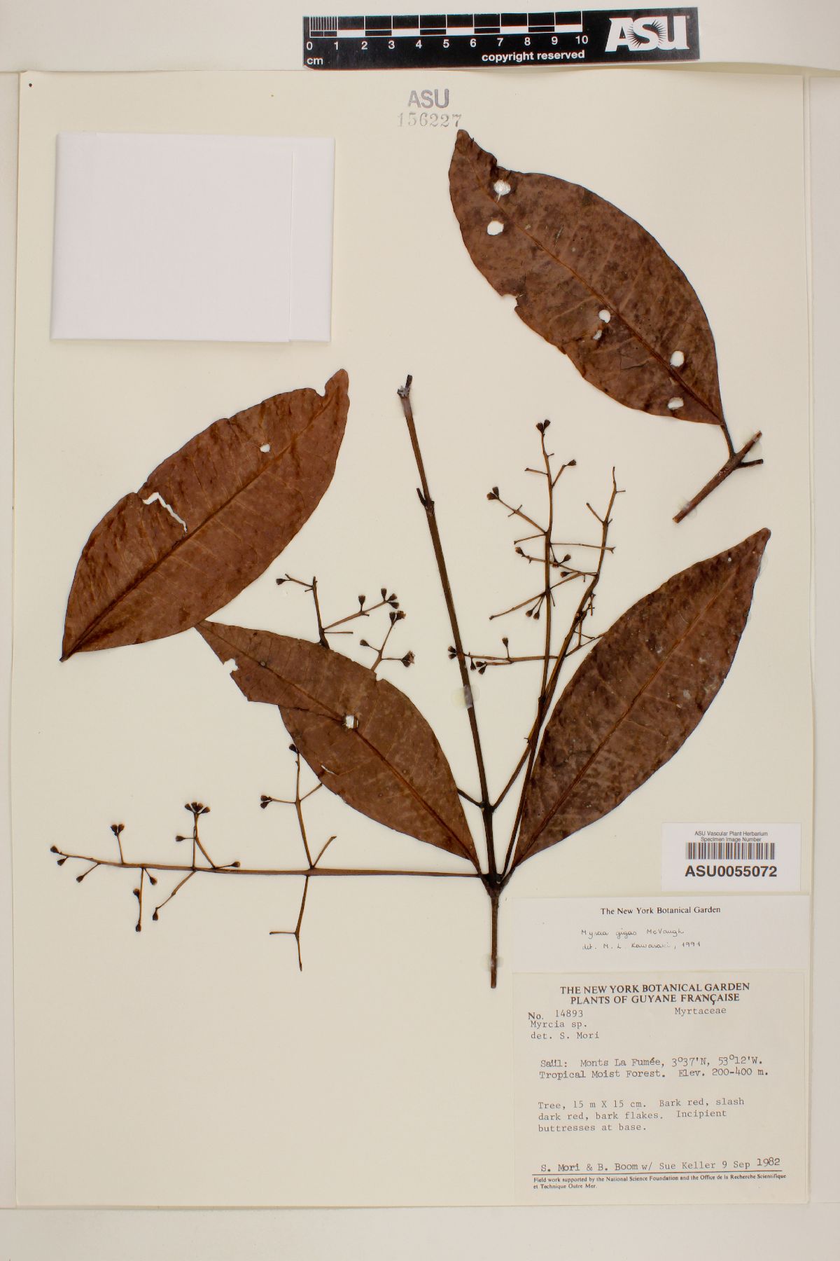 Myrcia gigas image