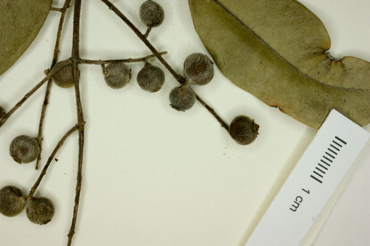 Myrcia hirtiflora image