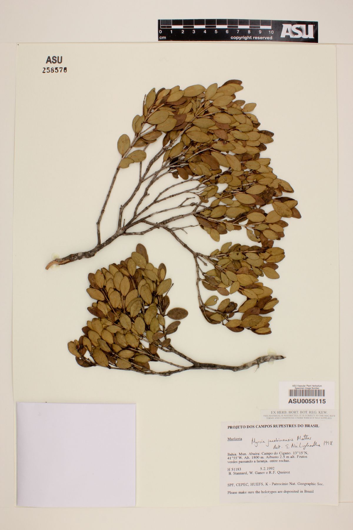 Myrcia jacobinensis image