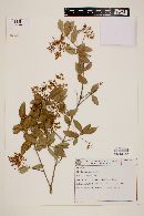 Myrcia laruotteana image