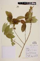 Myrcia laruotteana image