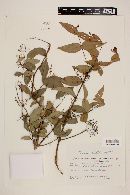 Myrcia laruotteana image