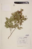 Myrcia laruotteana image