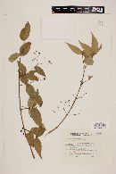 Myrcia laruotteana image