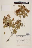 Myrcia laruotteana image