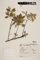 Myrcia laruotteana image