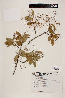 Myrcia laruotteana image