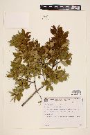 Myrcia laruotteana image