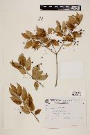 Myrcia laruotteana image