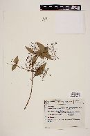 Myrcia laruotteana image