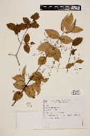 Myrcia laruotteana image