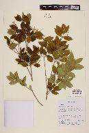 Myrcia laruotteana image