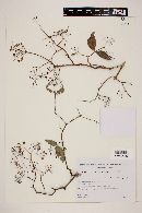 Myrcia laruotteana image