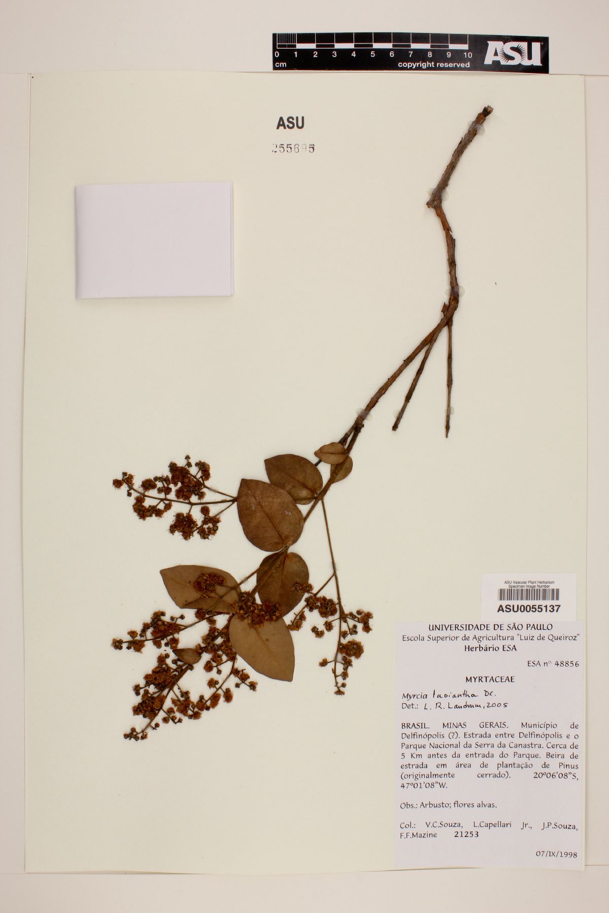 Myrcia lasiantha image