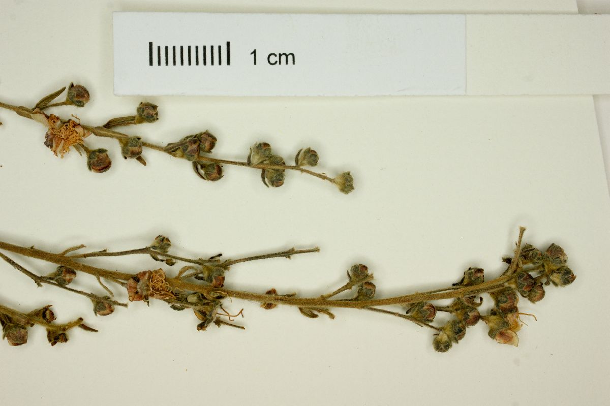 Myrcia linearifolia image