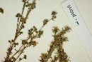 Myrcia linearifolia image