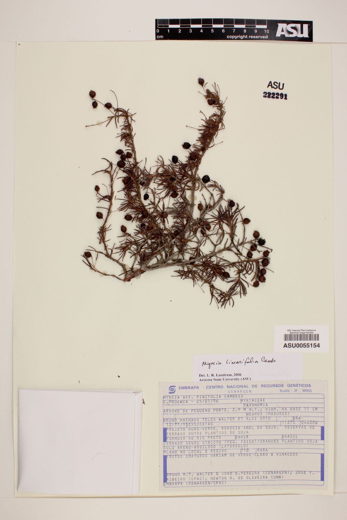 Myrcia pinifolia image