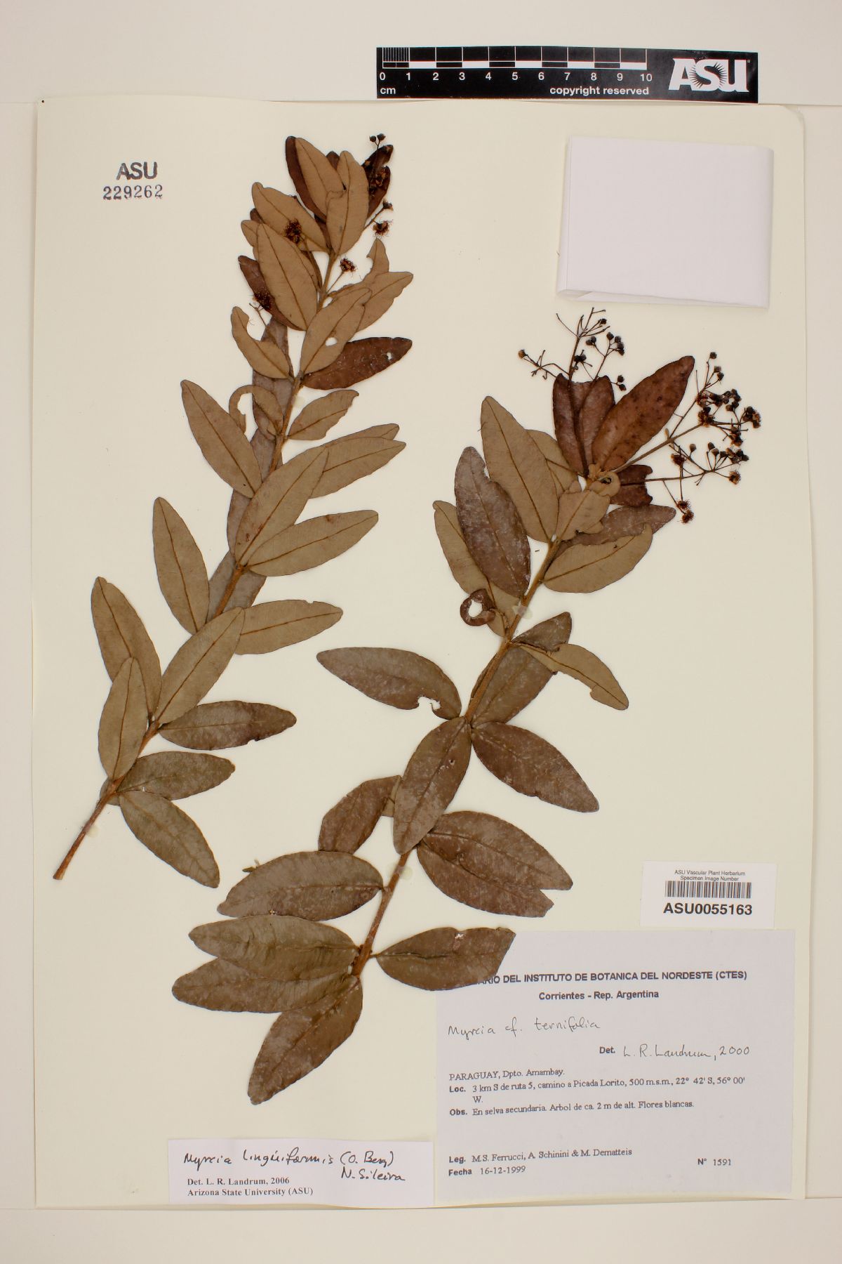 Myrcia linguaeformis image