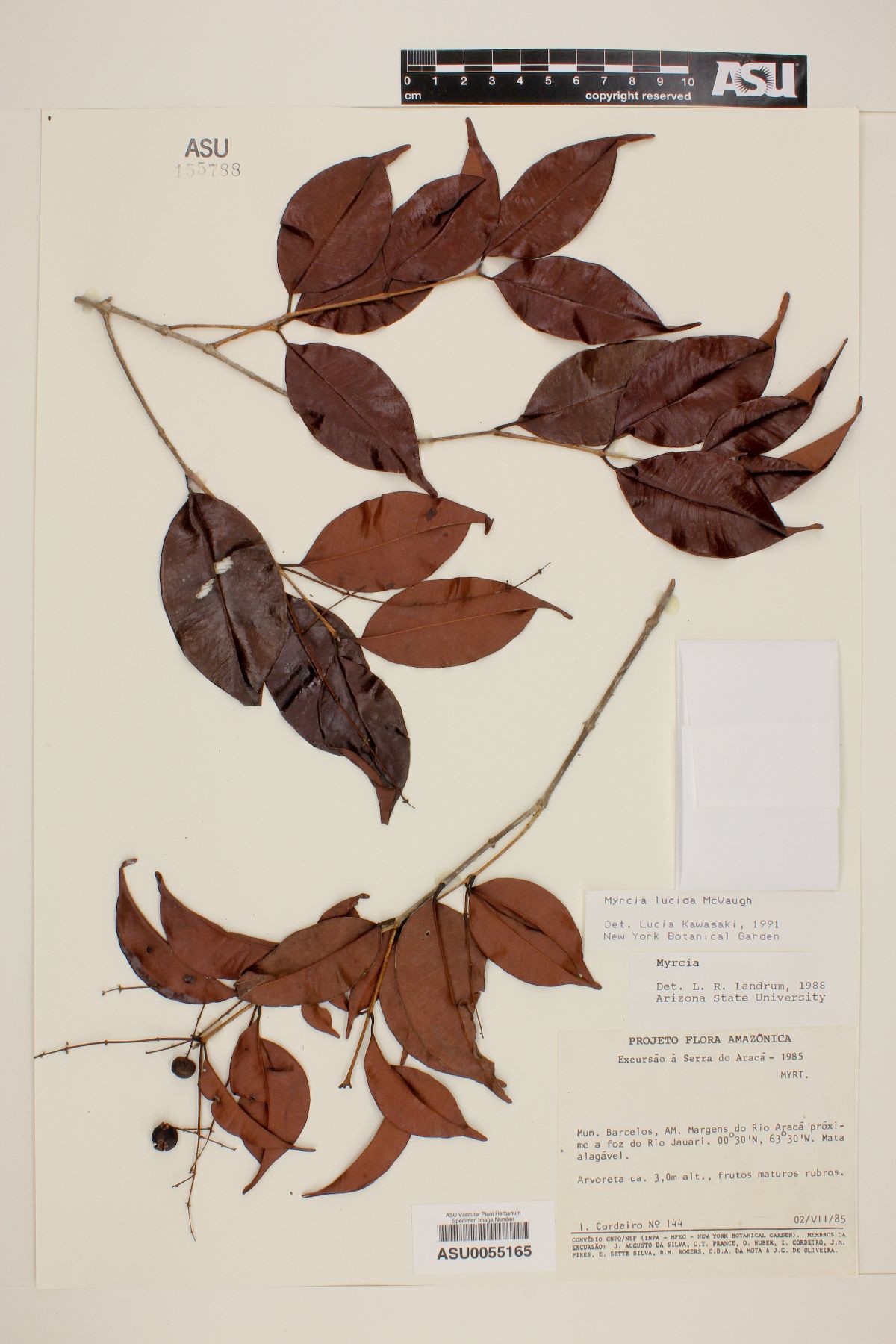 Myrcia lucida image
