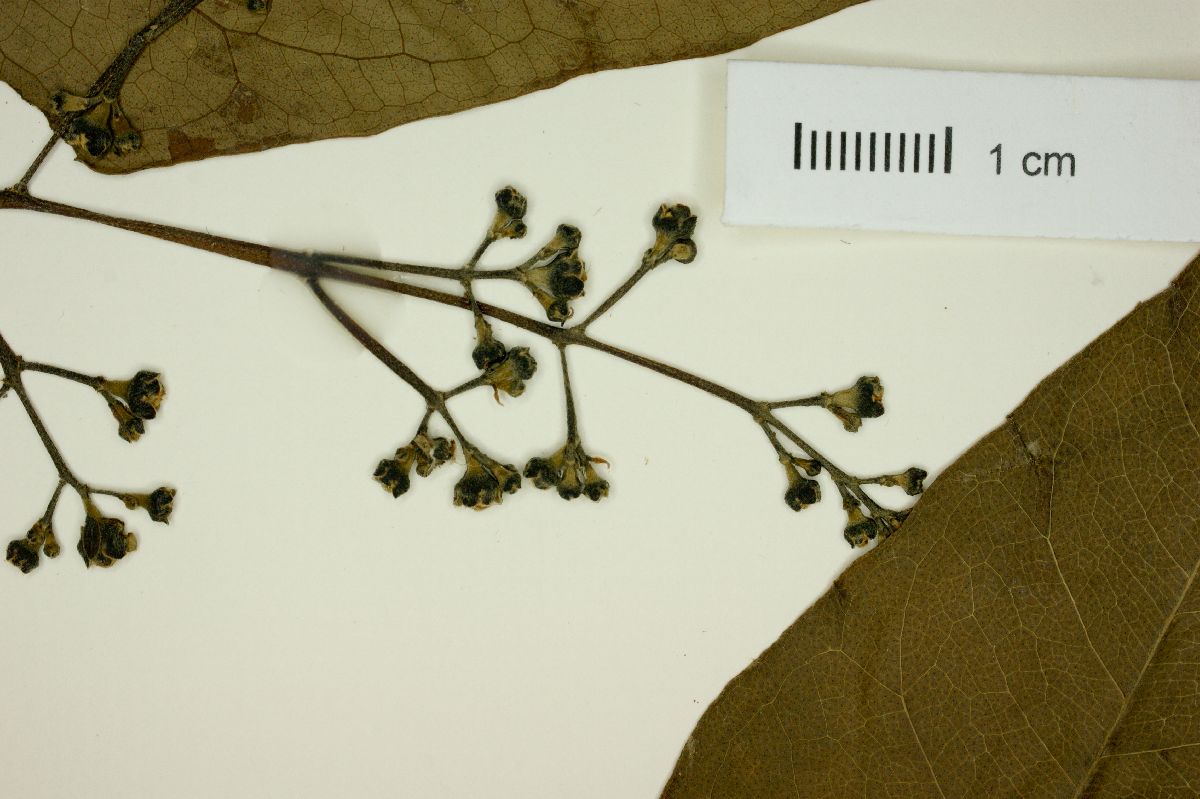 Myrcia magnoliifolia image