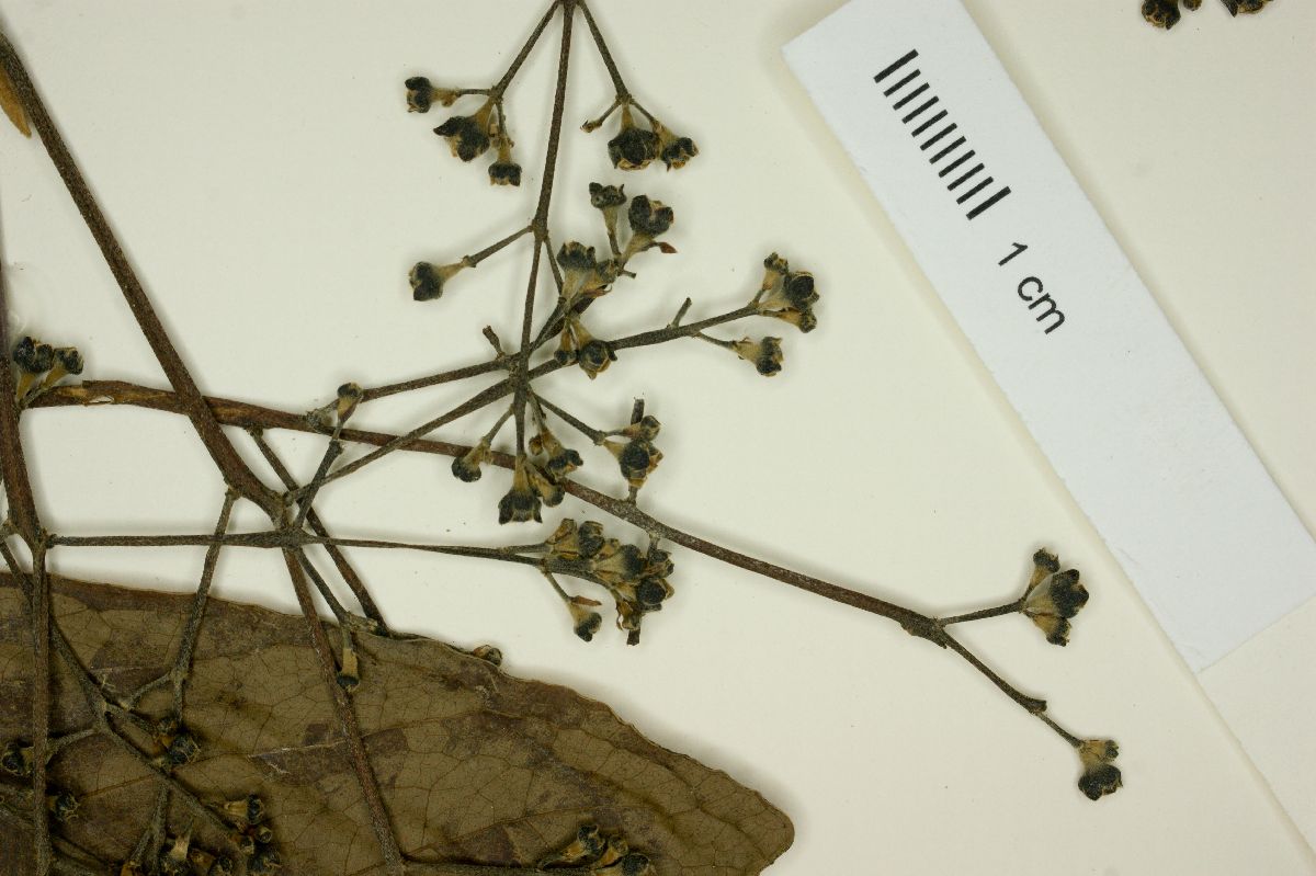 Myrcia magnoliifolia image