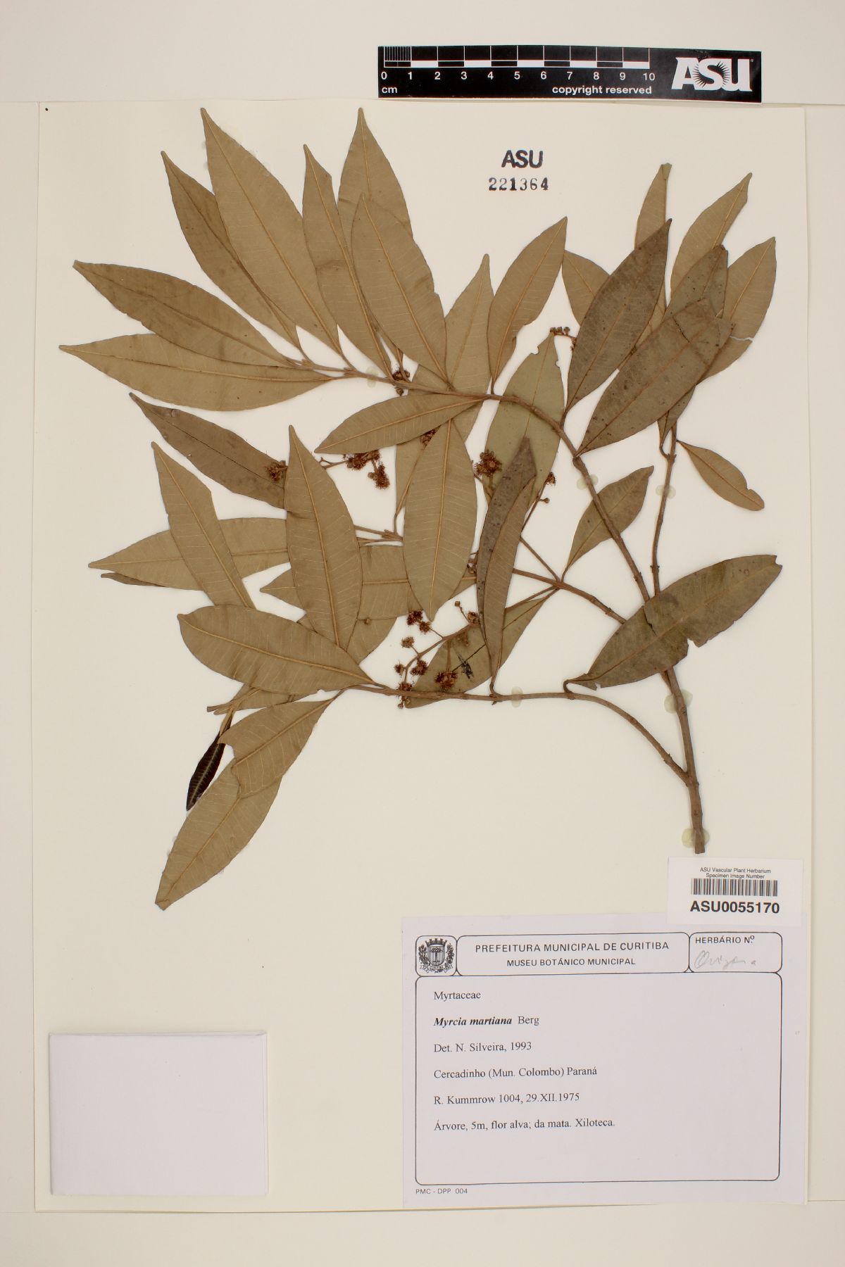 Myrcia martiana image