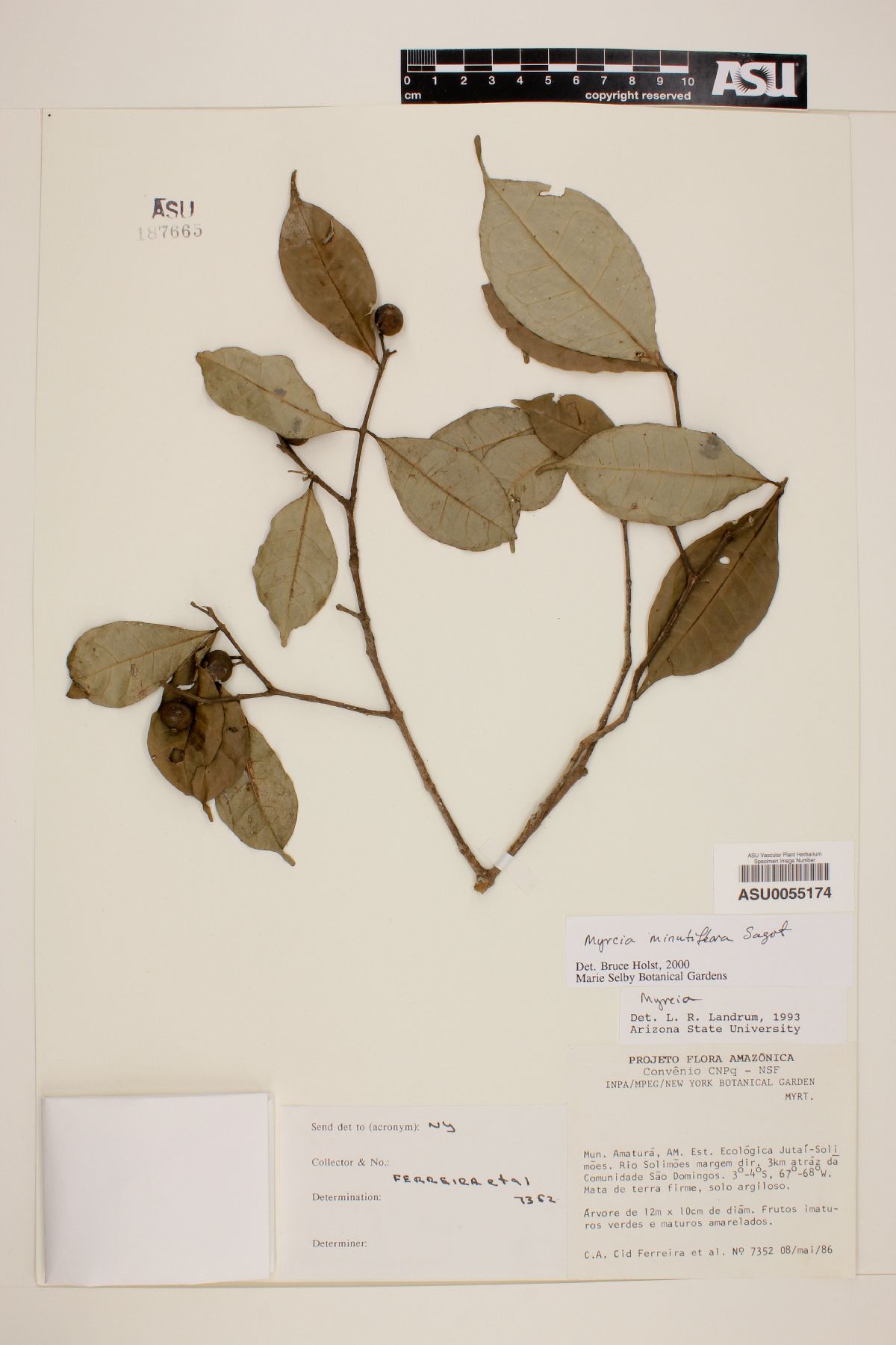 Myrcia minutiflora image