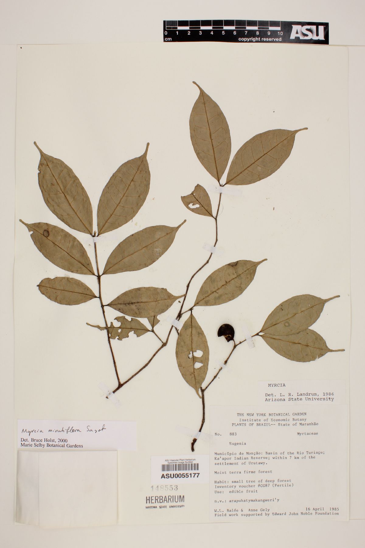 Myrcia minutiflora image