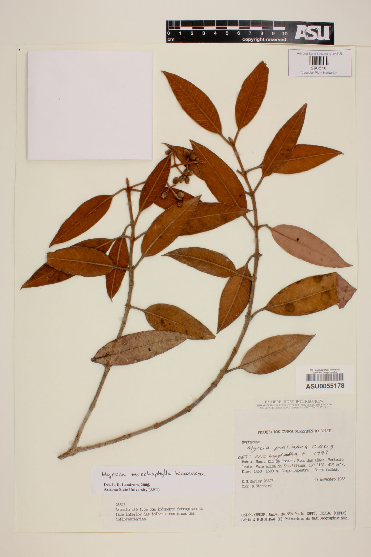 Myrcia pohliana image