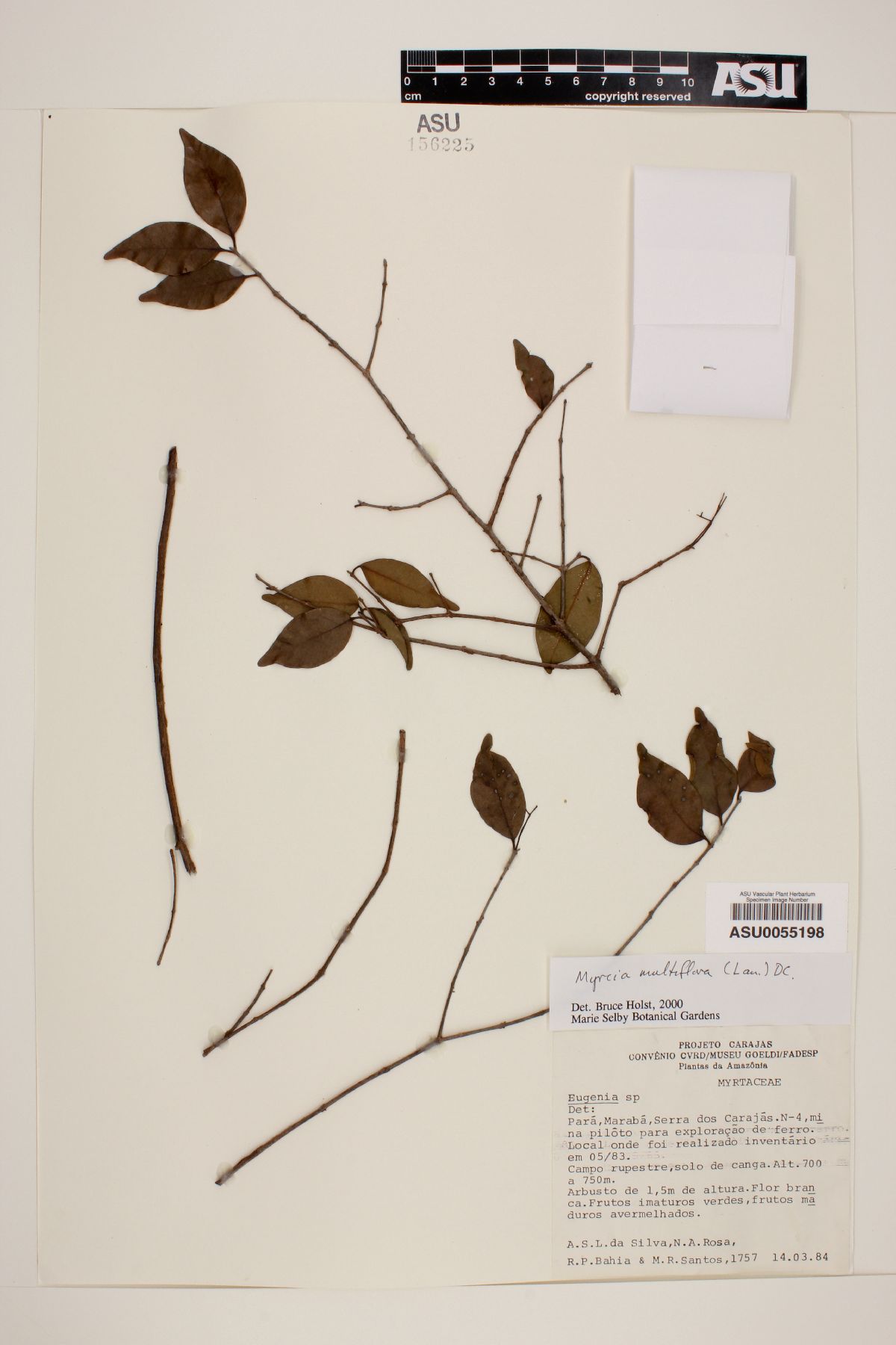 Myrcia minutiflora image