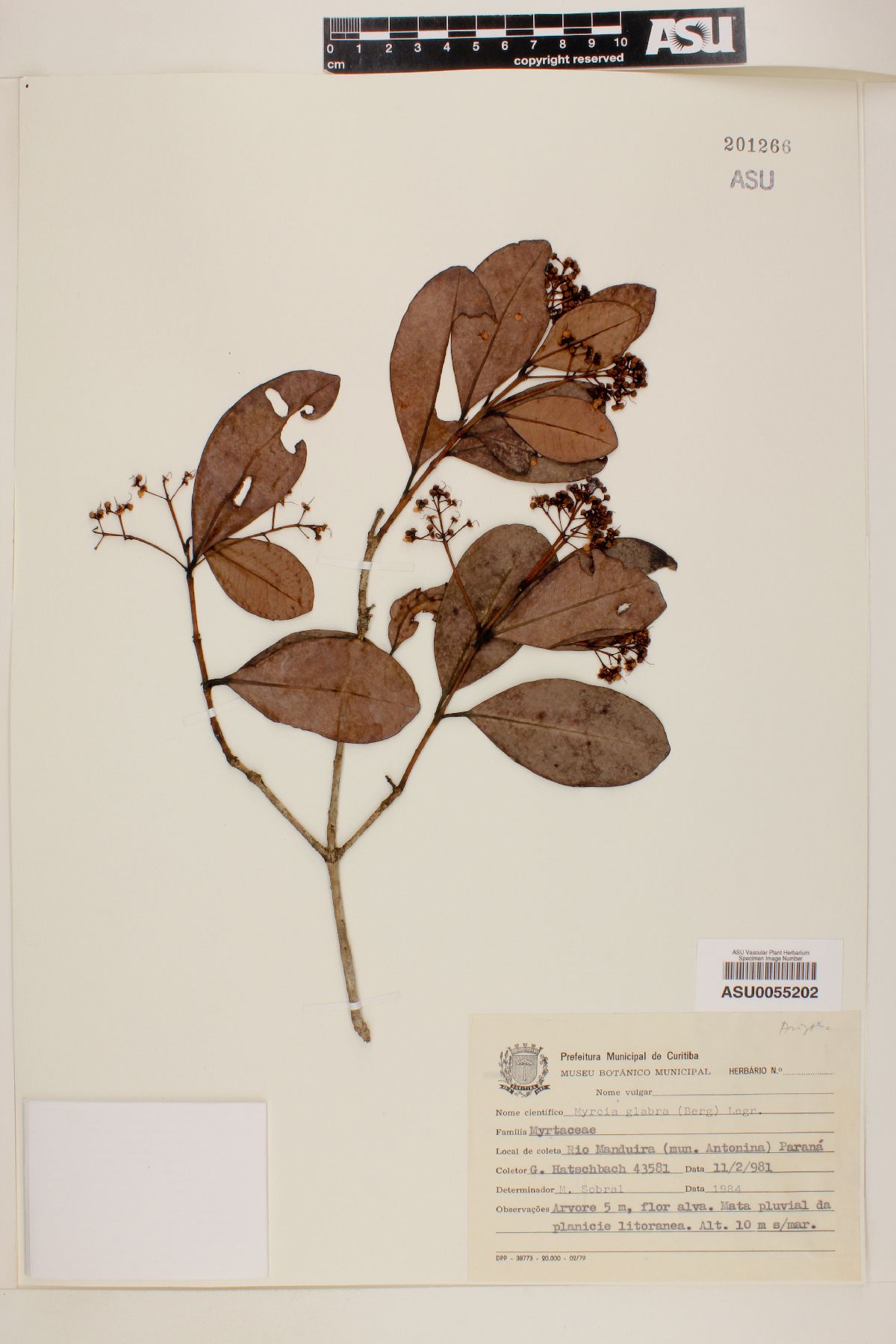 Myrcia glabra image