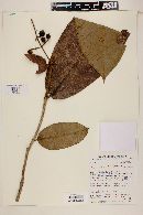 Myrcia grandiflora image