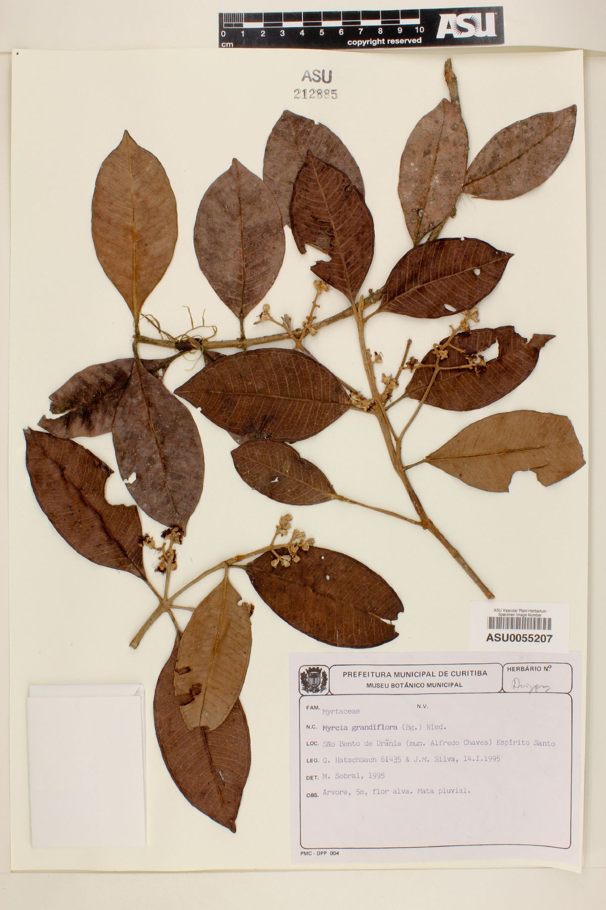 Myrcia grandiflora image