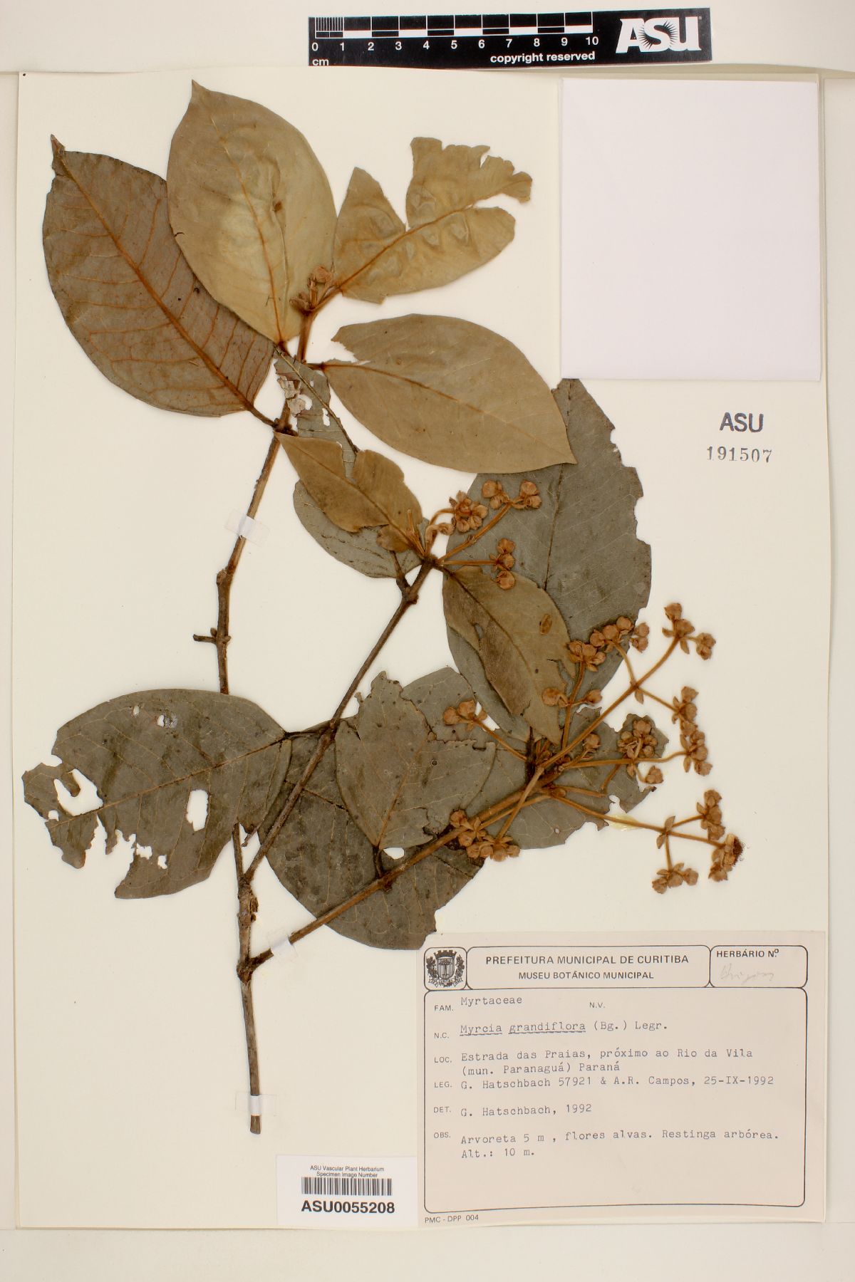 Myrcia grandiflora image