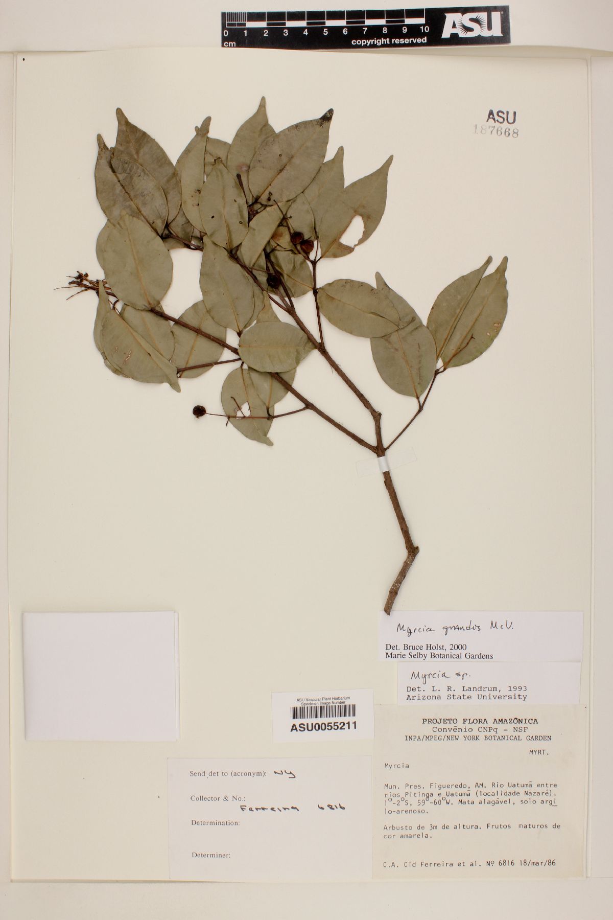 Myrcia grandis image