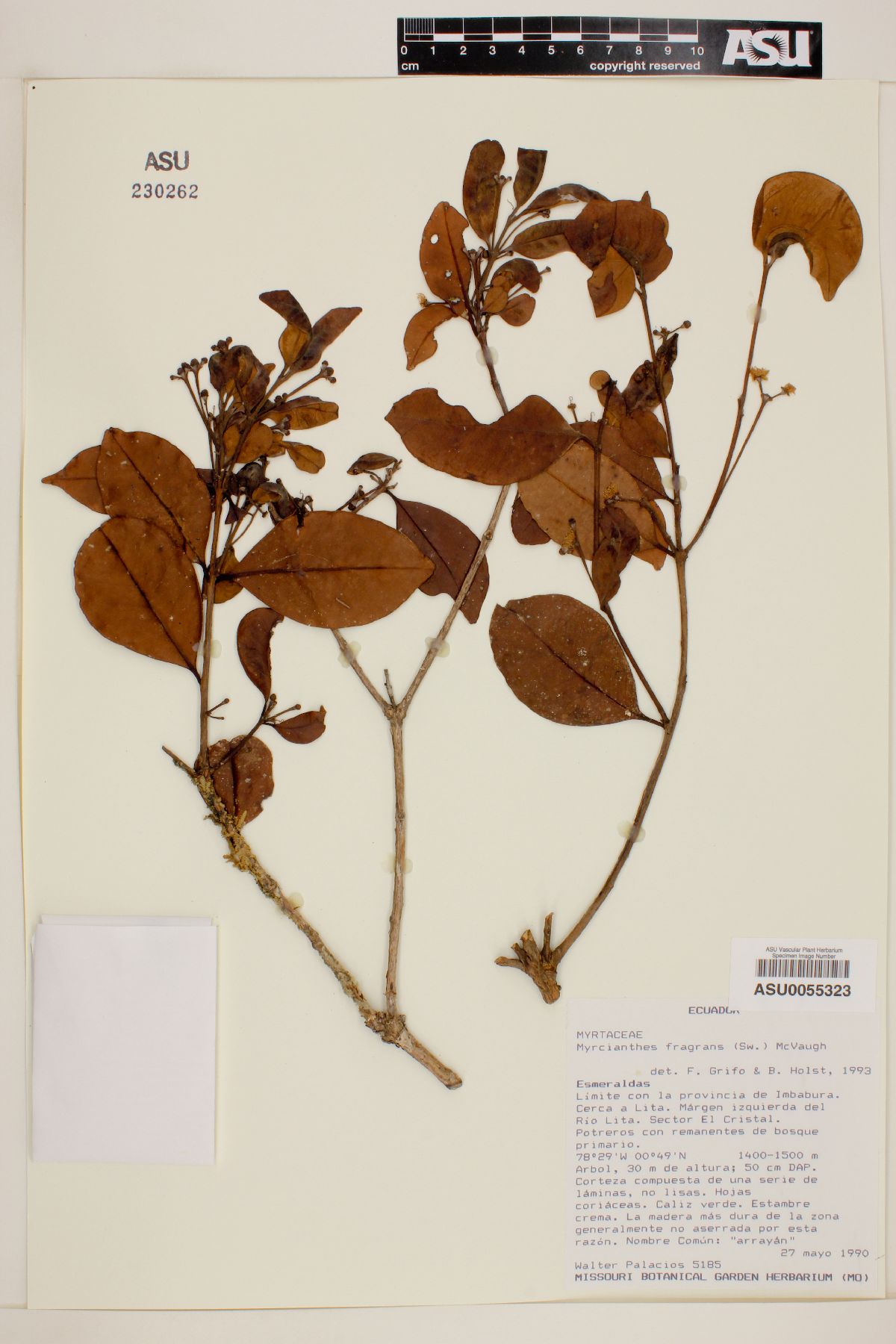 Myrcianthes fragrans image