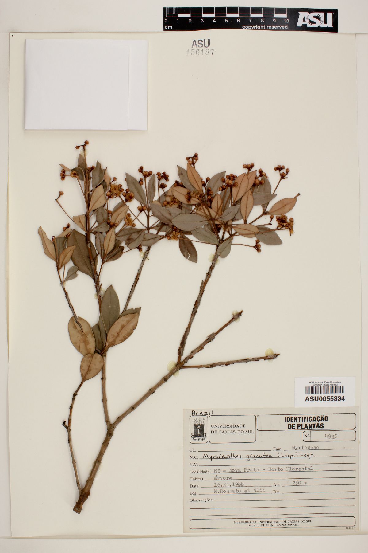Myrcianthes gigantea image