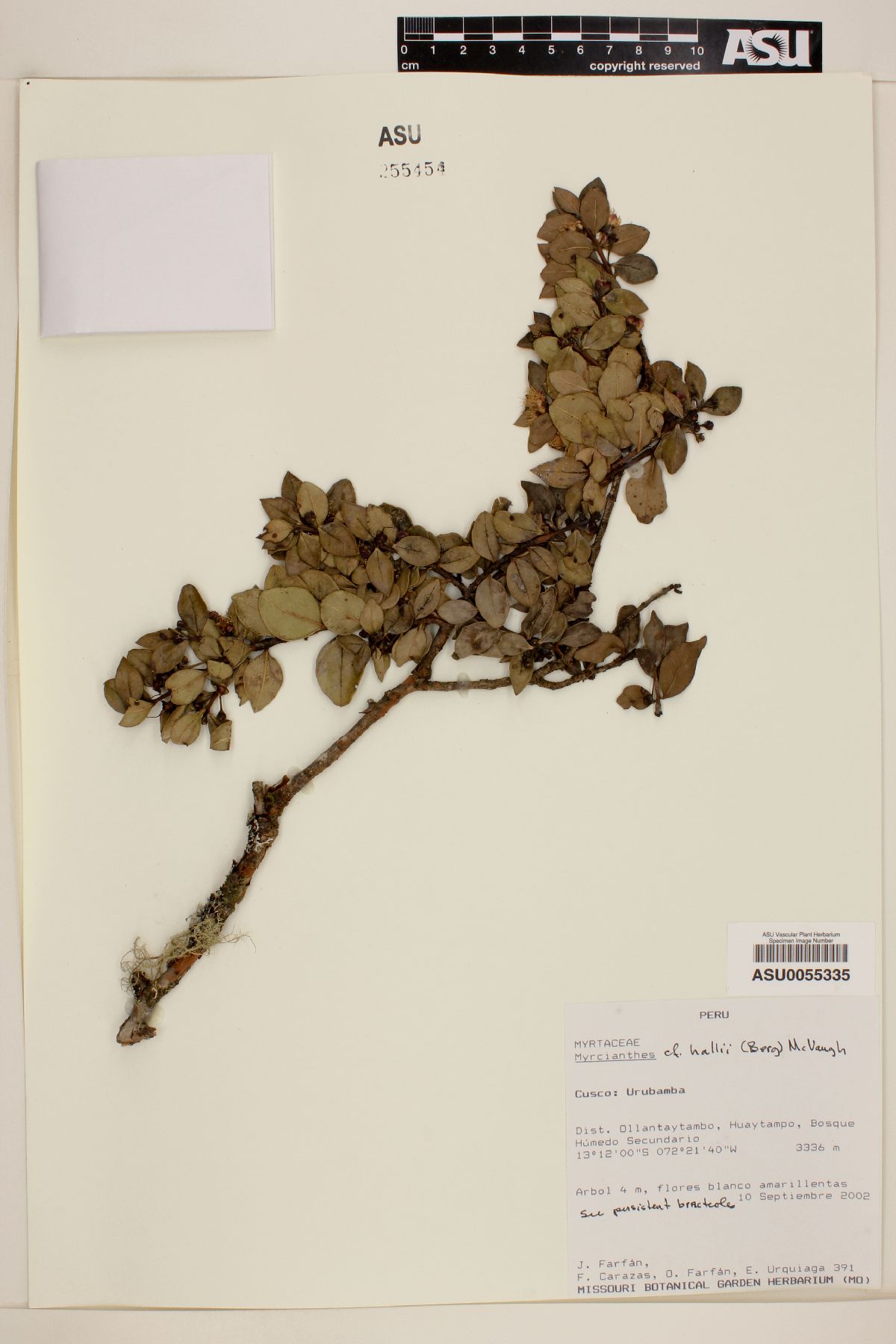 Myrcianthes hallii image