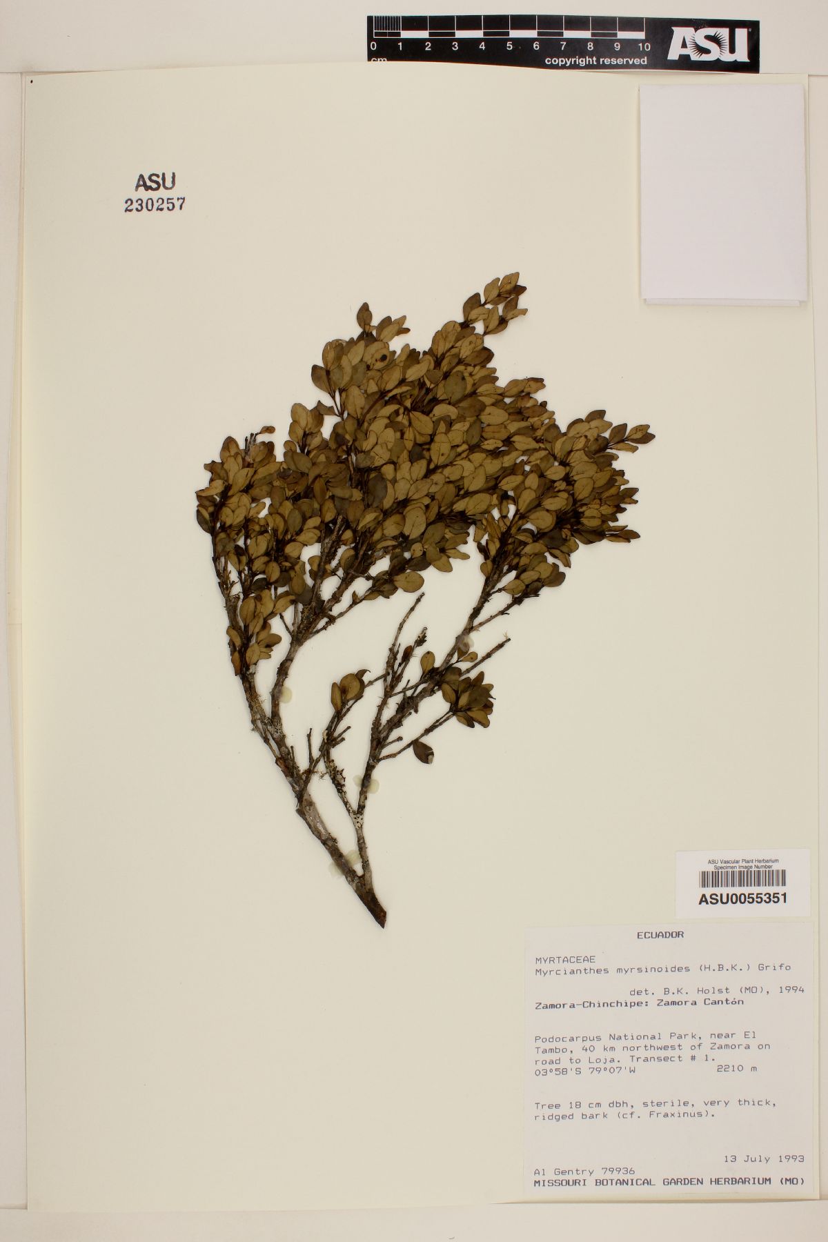 Myrcianthes myrsinoides image