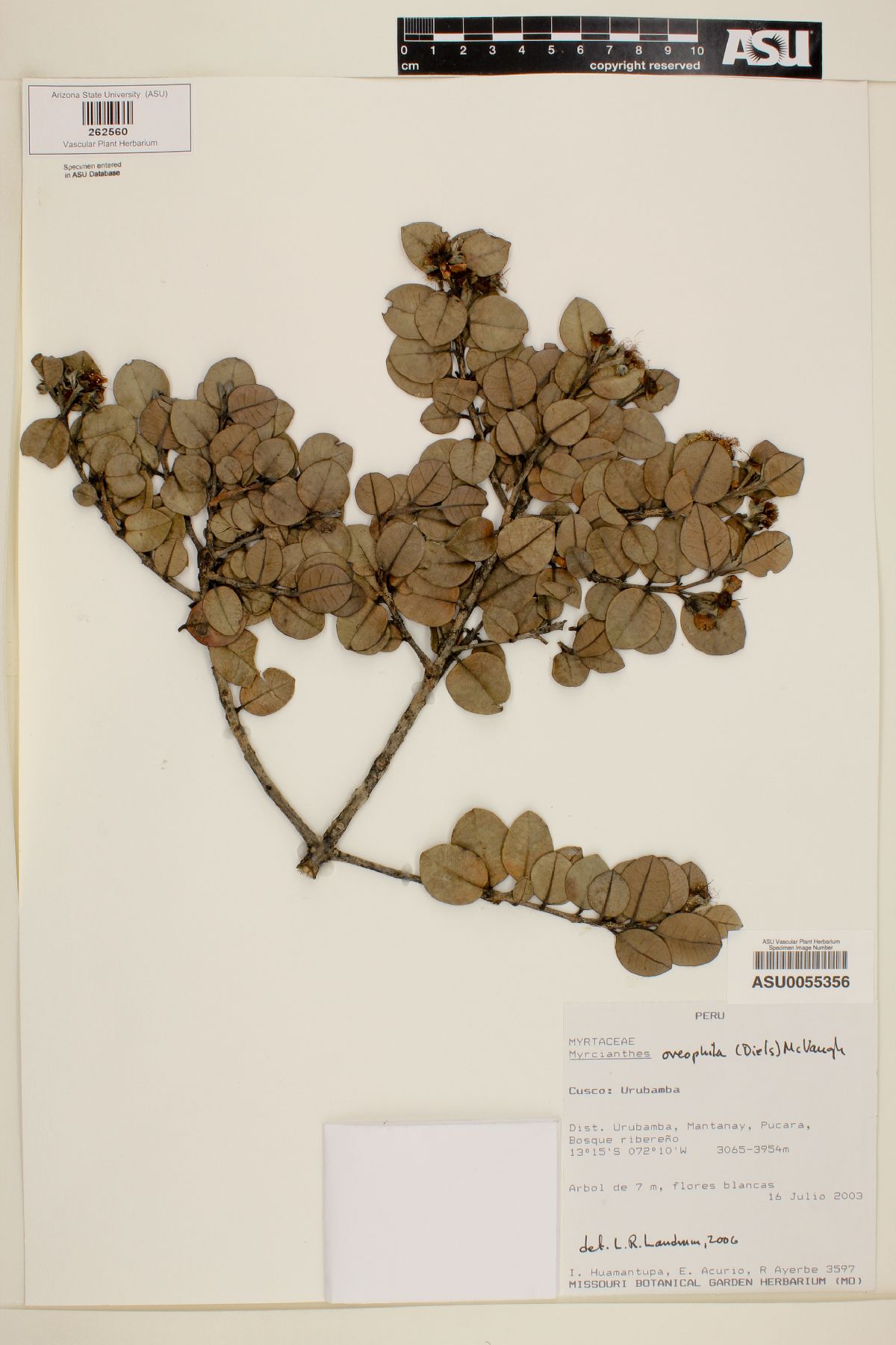 Myrcianthes oreophila image