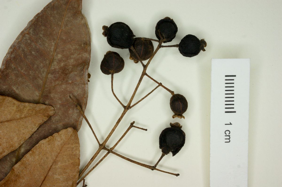 Myrcia mutabilis image