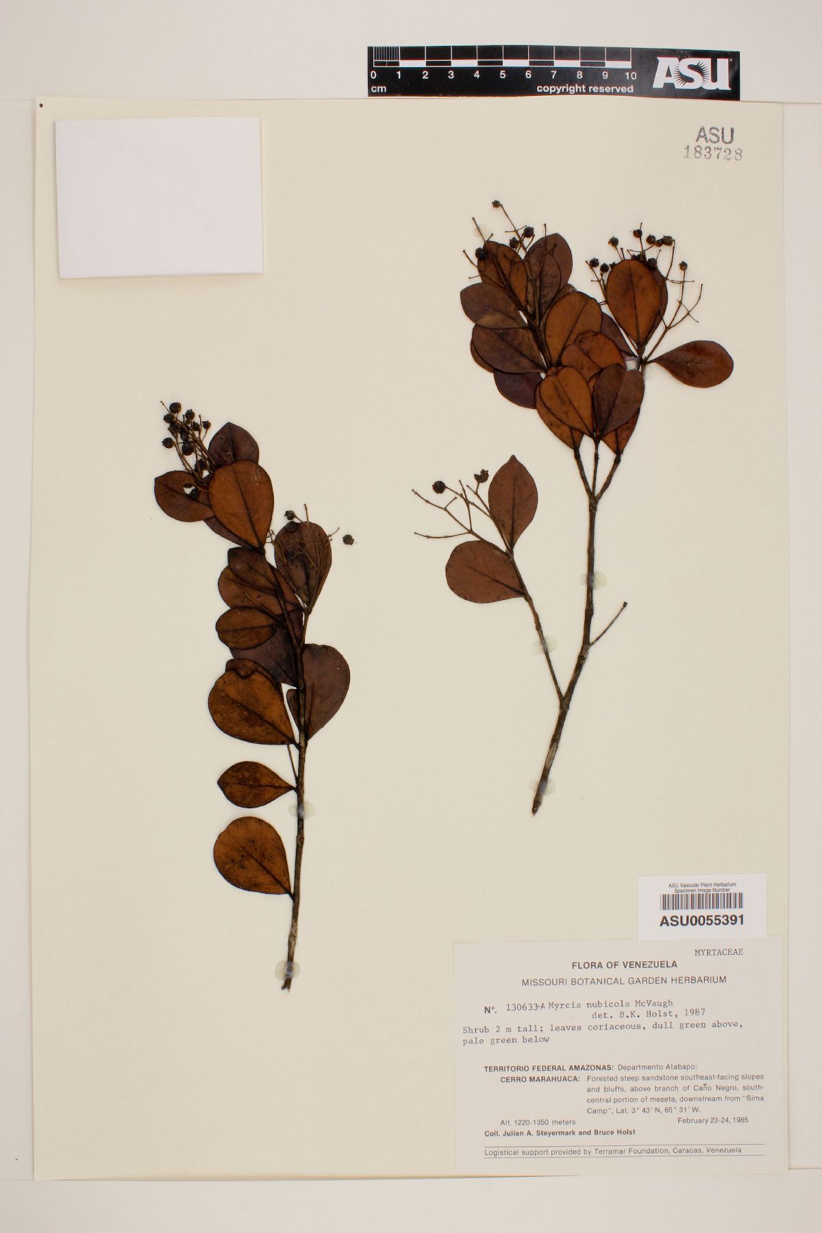 Myrcia nubicola image