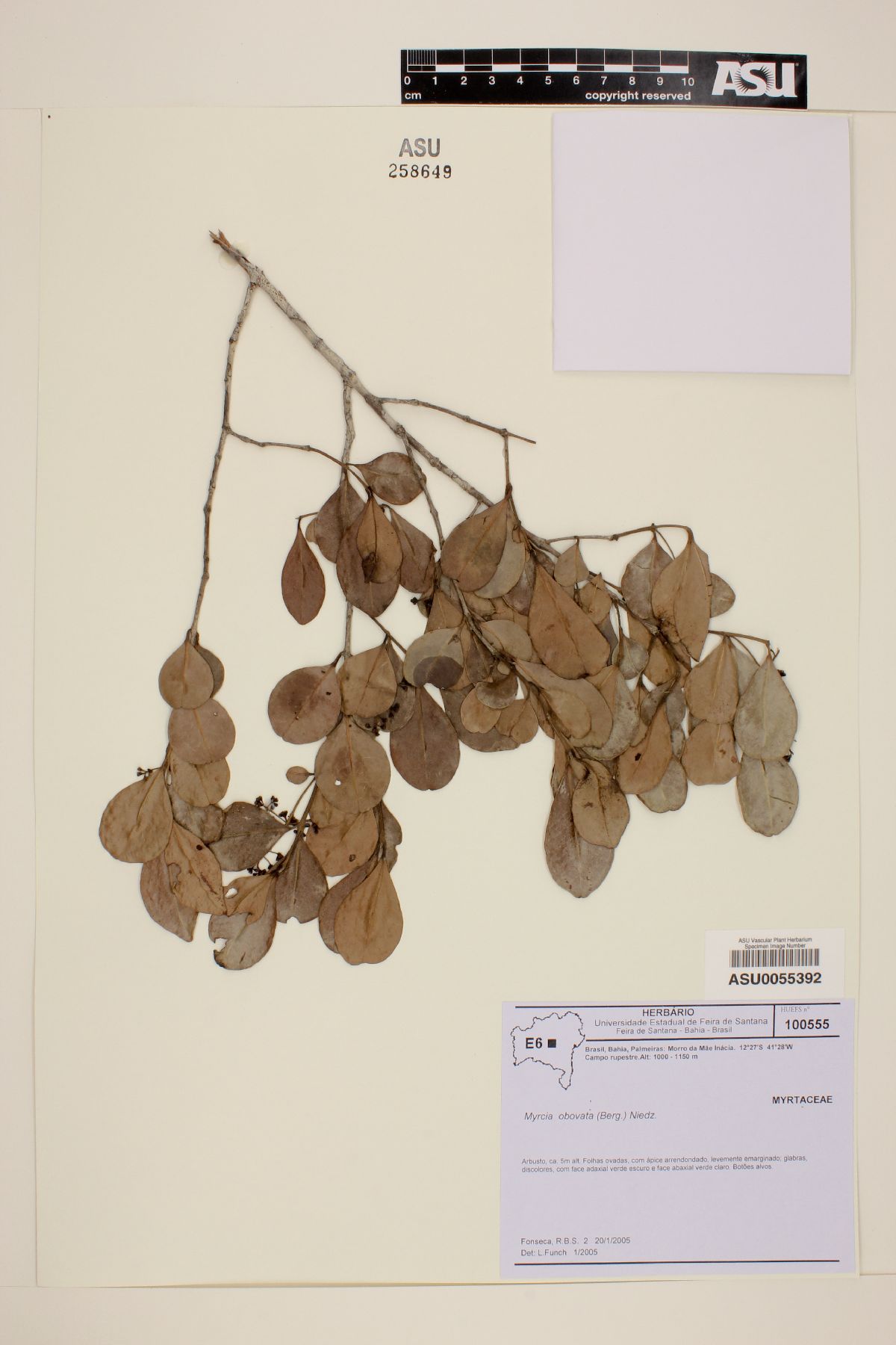 Myrcia obovata image