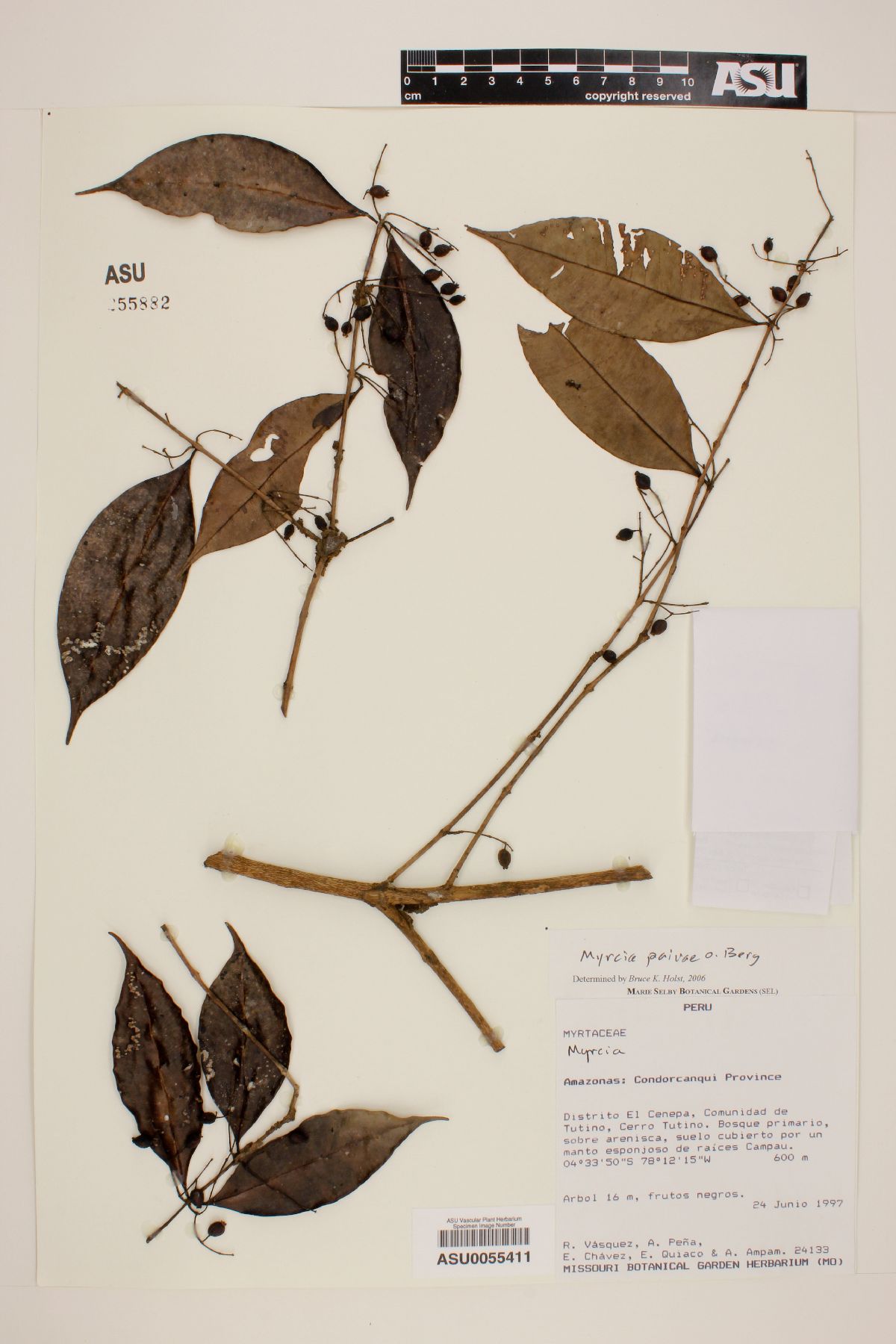 Myrcia paivae image